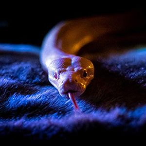 Foto Too Old to Die Young