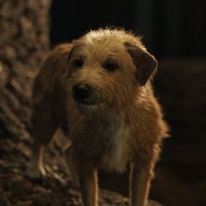 Foto El magnífico Iván