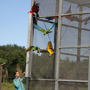 Foto La magia de Animal Kingdom de Disney