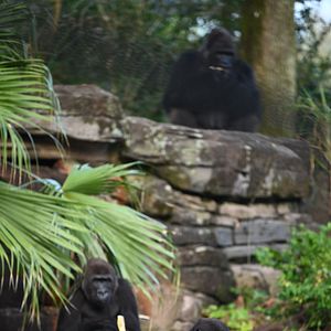 Foto La magia de Animal Kingdom de Disney