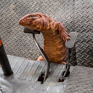 Foto Como perros y gatos: La patrulla unida