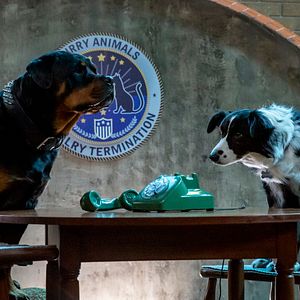 Foto Como perros y gatos: La patrulla unida