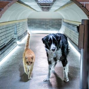 Foto Como perros y gatos: La patrulla unida