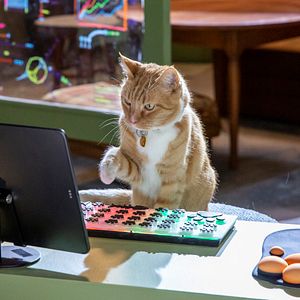 Foto Como perros y gatos: La patrulla unida