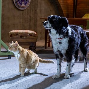Foto Como perros y gatos: La patrulla unida