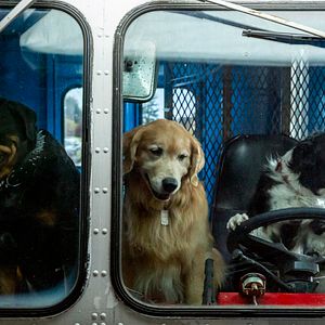 Foto Como perros y gatos: La patrulla unida