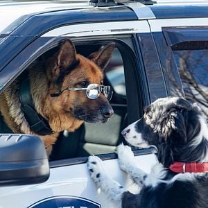 Foto Como perros y gatos: La patrulla unida