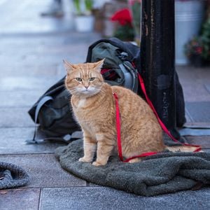 Foto Mi Navidad con Bob