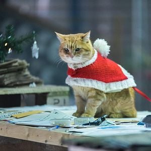 Foto Mi Navidad con Bob