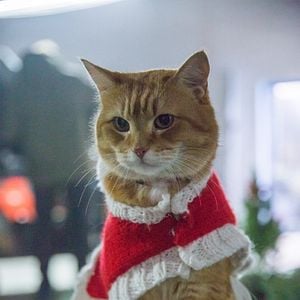 Foto Mi Navidad con Bob