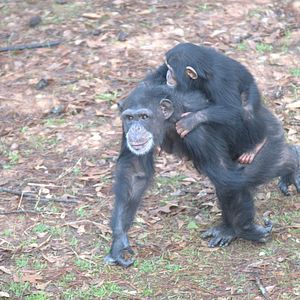 Foto Santuario de chimpancés