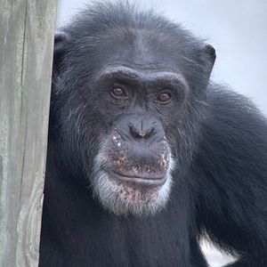 Foto Santuario de chimpancés