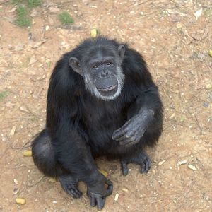 Foto Santuario de chimpancés