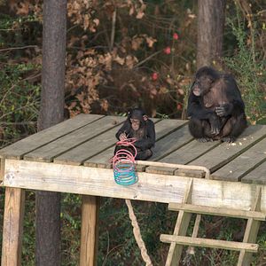 Foto Santuario de chimpancés