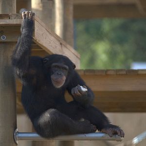 Foto Santuario de chimpancés