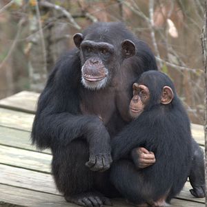 Foto Santuario de chimpancés