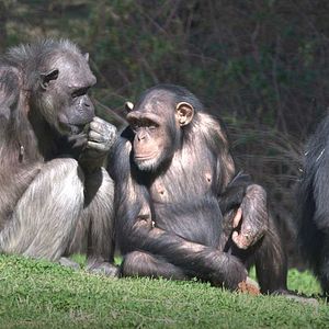 Foto Santuario de chimpancés