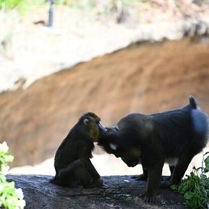 Foto Santuario de chimpancés