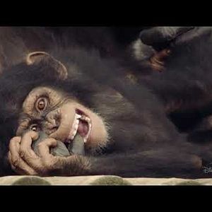 Foto Santuario de chimpancés