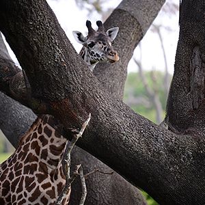 Foto La magia de Animal Kingdom de Disney