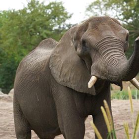 Foto La magia de Animal Kingdom de Disney