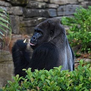 Foto La magia de Animal Kingdom de Disney
