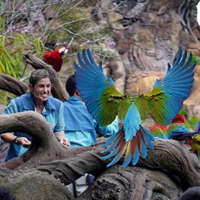 Foto La magia de Animal Kingdom de Disney