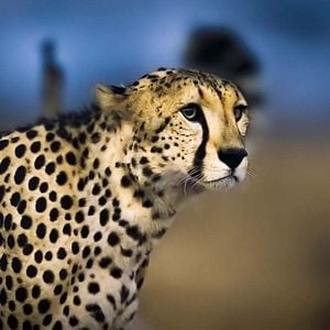 Foto Planeta nocturno: a todo color