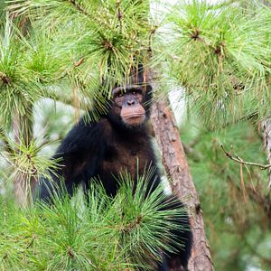 Foto Santuario de chimpancés