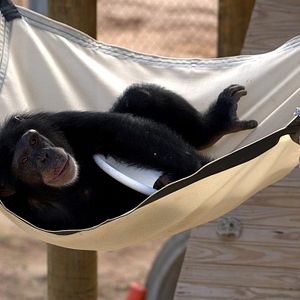 Foto Santuario de chimpancés