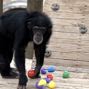 Foto Santuario de chimpancés