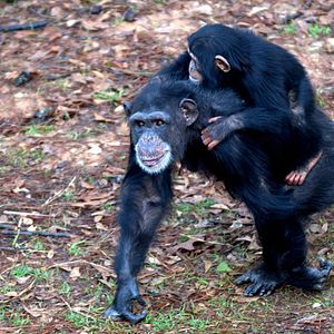 Foto Santuario de chimpancés
