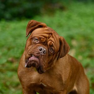 Foto Socios y Sabuesos