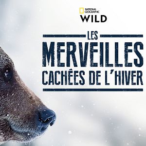 Foto Winter's Hidden Wonders