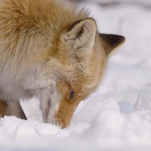 Foto Winter's Hidden Wonders