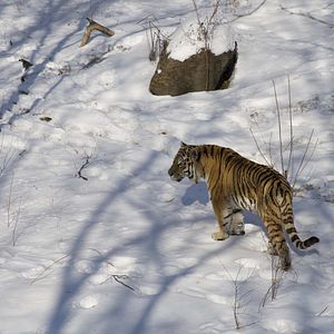 Foto Winter's Hidden Wonders