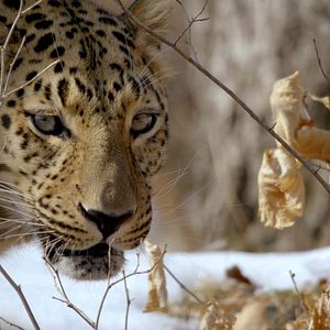 Foto Winter's Hidden Wonders