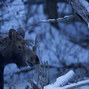 Foto Winter's Hidden Wonders