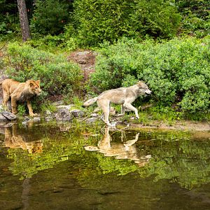 Foto El lobo y el león