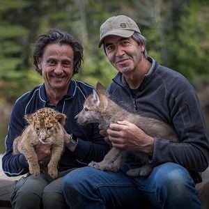 Foto El lobo y el león