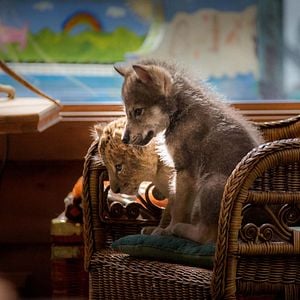 Foto El lobo y el león