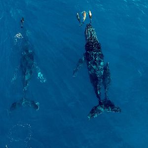 Foto Seaspiracy: La pesca insostenible