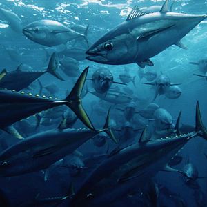 Seaspiracy: La pesca insostenible - Documental 2021