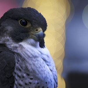 Foto Planeta nocturno: a todo color