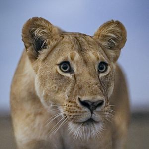 Foto Planeta nocturno: a todo color