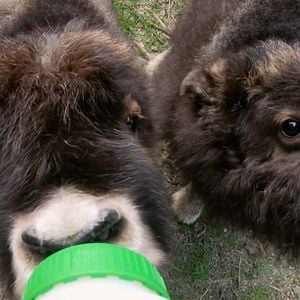 Foto Héroes de Alaska