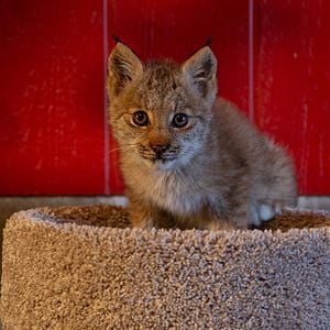 Foto Héroes de Alaska