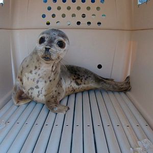 Foto Héroes de Alaska