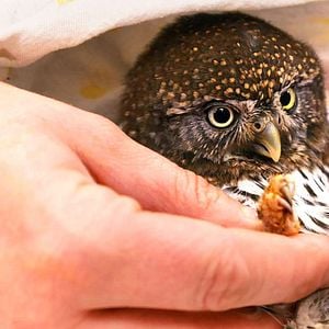 Foto Héroes de Alaska