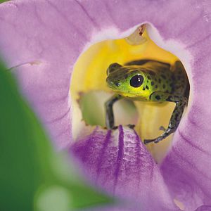 Foto La vida a todo color, con David Attenborough